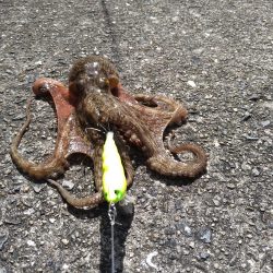 先週に引き続きタコ釣り